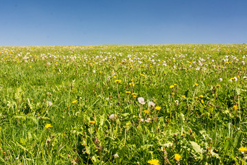 Blühende Frühlingswiese und blauer Himmel