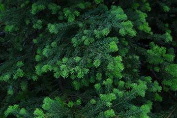 Blue spruce fir greenery forming a background.