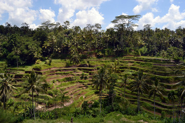 Fototapeta na wymiar The rice field in Ubud - Bali. It's constructed using a philosophy of 'subak', that makes it as a UNESCO world heritage site