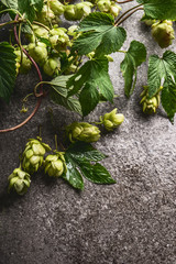 Fresh hops on rustic gray background, close up