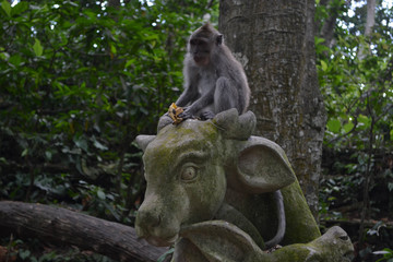 The monkeys hanging around Monkey Forest Sanctuary in Ubud, Bali