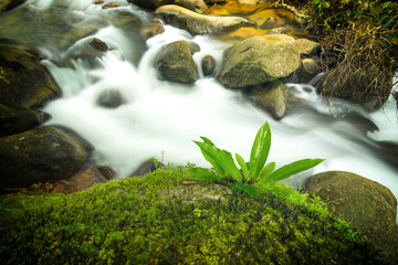 Naklejka premium green plant ferns on stone in waterfall background