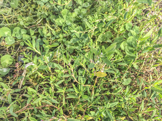 Correhuela or centinodia