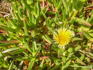 Hottentot-fig, highway ice plant or pigface