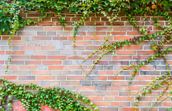 brickwall framed with plants