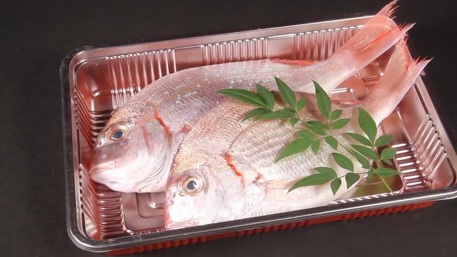 小鯛