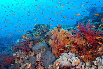 Obraz na płótnie Canvas Reef