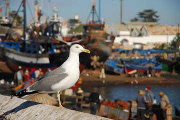 Obraz premium Mouette