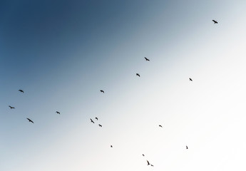 flying a flock of seagulls in blue sky