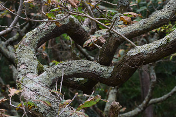 Lichen growing in a dwarf oak woodland