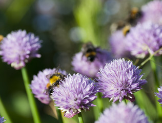 Bumble bees pollinating chives (allium schoenoprasum)
