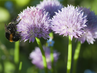 Buff-tailed bumble bee  (bombus terrestris) feeding on chive flowers (allium schoenoprasum)