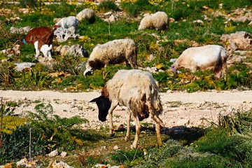 Sheep and goats grazing on scrubland, Dingli, Malta.