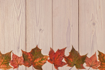 Naklejka na ściany i meble Beautiful multi-colored autumn leaves.