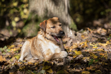Naklejka na ściany i meble autumn dog portrait, terrier dog 