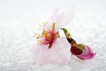 flor de la cereza con agua