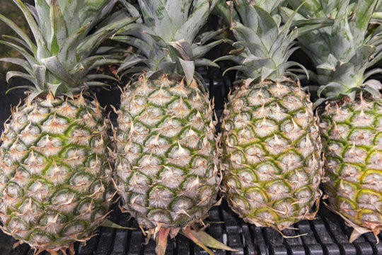 A pile of organic fresh pineapple fruits background display in hypermarket for sale.image concept for groceries and fruit stall.