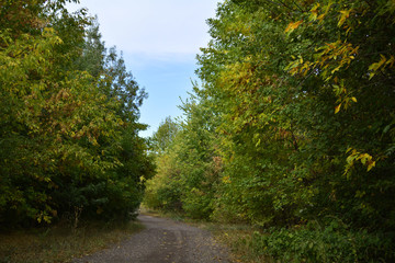 Obraz premium alley in the autumn Park, autumn walk
