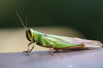Grasshopper of Borneo