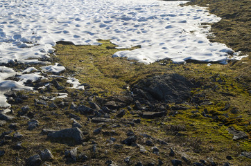 Arctic landscape: snow and moss