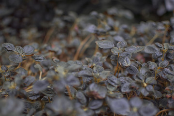 Herbs, Plants and Flowers