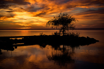 silhouette of a tree