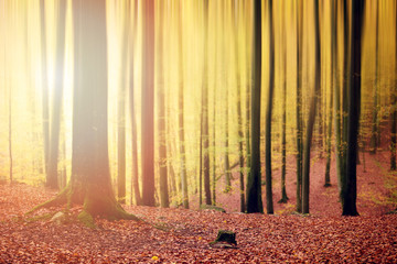 beech trees at autumn
