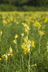 Cowslips (Primula veris)