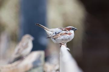 Chaffinch (Fringilla coelabs)