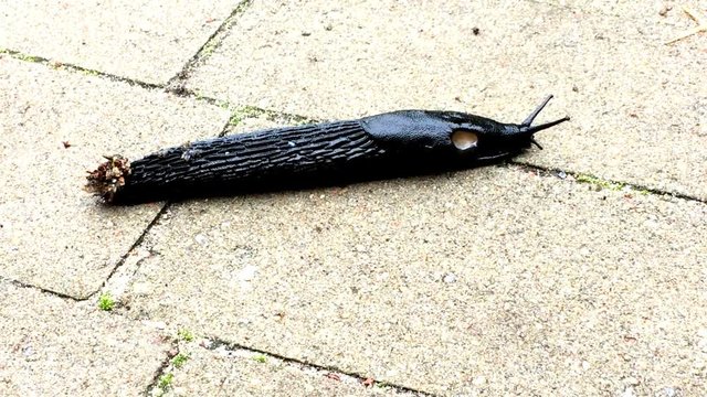 Gro&szlig;e, schwarze Wegschnecke kriecht &uuml;ber einen Weg