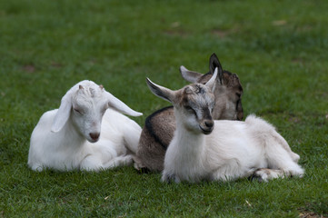 Three Anglo Nubian goat kids sitting on grass