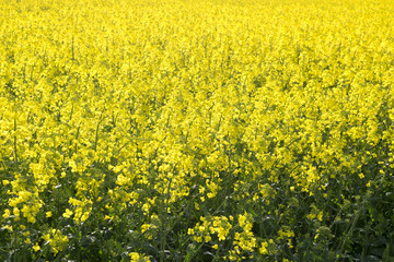 Obraz premium Rzepak