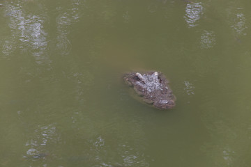 a head crocodile in the water