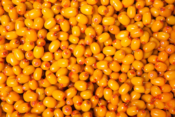 sea buckthorn background