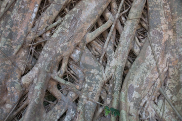 root tree background