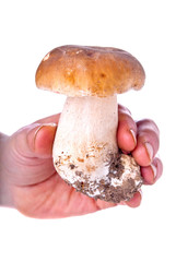 Mushroom boletus in hand on isolated background