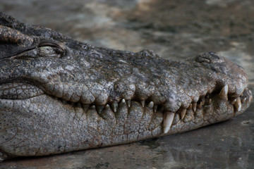 close up of a head crocodile