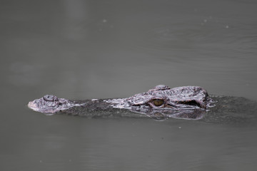 a head crocodile in the water