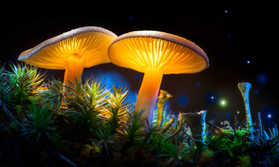 Mushroom. Fantasy glowing mushrooms in mystery dark forest closeup