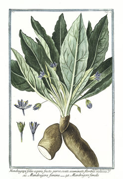 Old botanical illustration of Mandragora foliis asperis. By G. Bonelli on Hortus Romanus, publ. N. Martelli, Rome, 1772 &ndash; 93