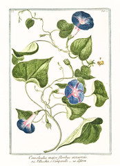 Old botanical illustration of Convolvolus major. By G. Bonelli on Hortus Romanus, publ. N. Martelli, Rome, 1772 – 93