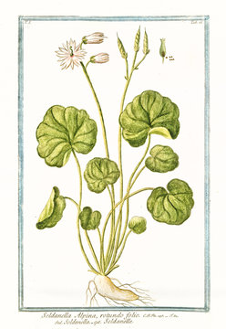 Old botanical illustration of Soldanella alpina. By G. Bonelli on Hortus Romanus, publ. N. Martelli, Rome, 1772 – 93
