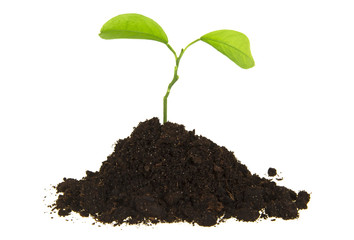 Young plant with humus isolated on white background