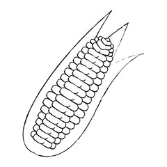 corn fresh vegetable icon
