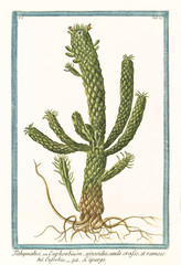 Old botanical illustration of  Tithymalus euphorbium aizoodes, caule, crasso, ramoso. By G. Bonelli on Hortus Romanus, publ. N. Martelli, Rome, 1772 – 93