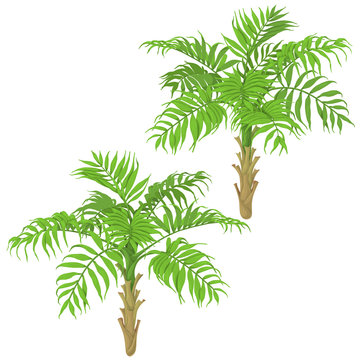 Young Palm Trees on White Background