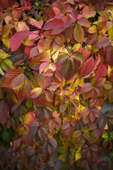 Naklejka na ściany i meble Wall covered in Red and green Ivy autumn