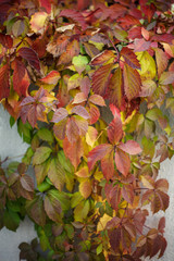 Virginia creeper in autumn sun background texture