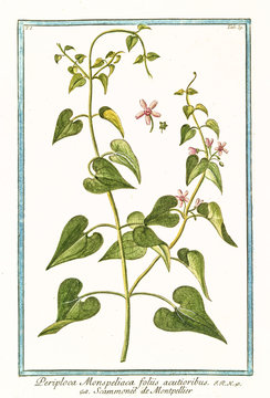 Old botanical illustration of  Periploca monspeliaca foliis acutioribus, (Cynanchum acutum). By G. Bonelli on Hortus Romanus, publ. N. Martelli, Rome, 1772 – 93