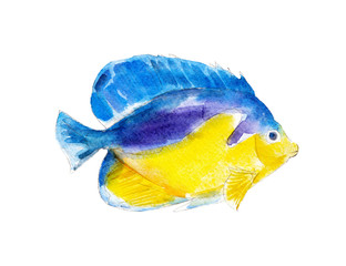 The purple masked angelfish, watercolor illustration isolated on white background.